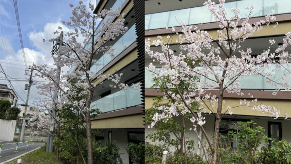 サクラが満開です！